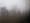 Bäume im Nebel