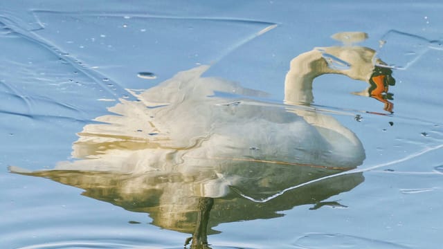 Kulturelle Hybridität – zwischen Entfremdung und Entfaltung