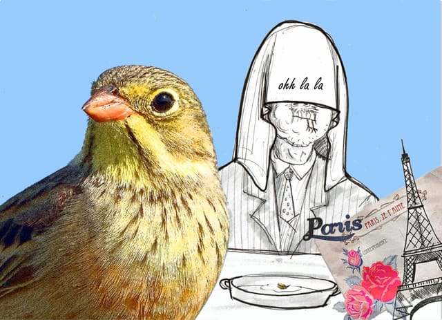 Ortolan – ein kritischer Blick