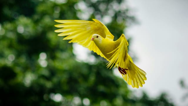 Verführung durch Worte: Die Herrin der Vögel