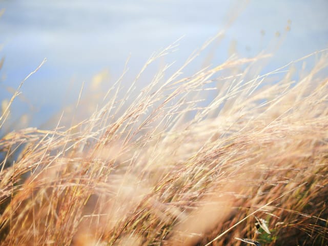 Samar Yazbek - Wo der Wind wohnt