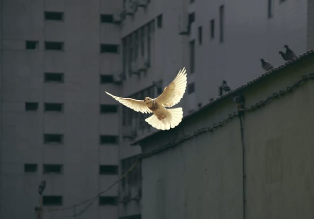 fliegende weiße Taube