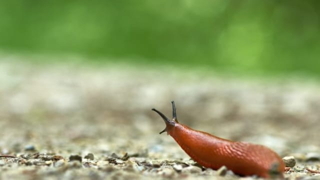 Foto: Wolfgang Hasselmann on Unsplash