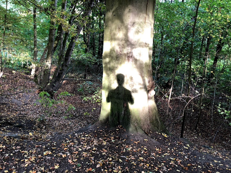 Ein Stück Wald