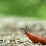 Foto: Wolfgang Hasselmann on Unsplash