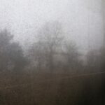 Bäume im Nebel