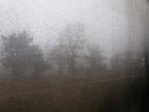 Bäume im Nebel