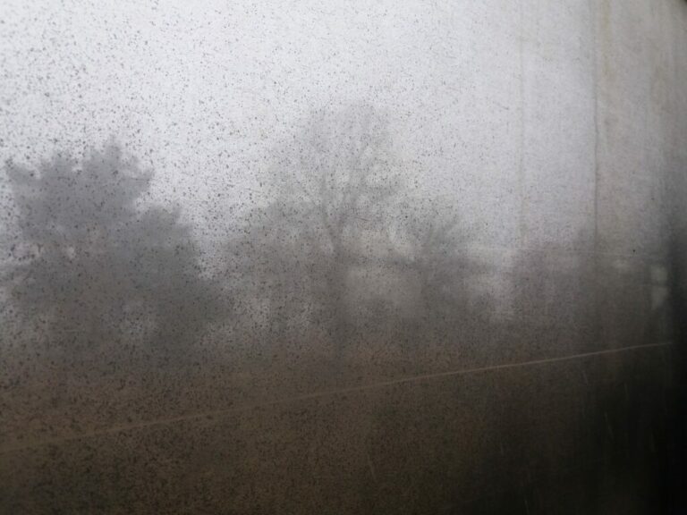 Bäume im Nebel