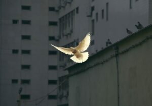 fliegende weiße Taube